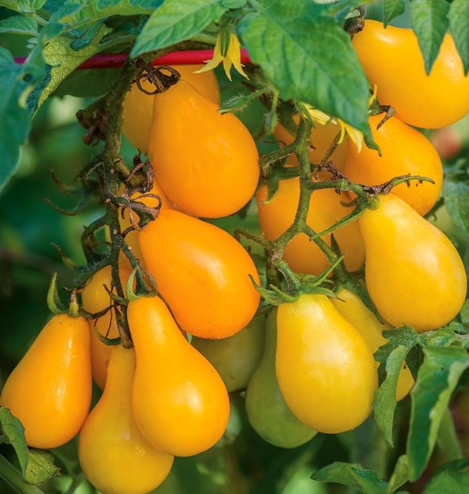 Burpee 'Yellow Pear' Heirloom, Yellow Pear Tomato, 150 Non-GMO Seeds