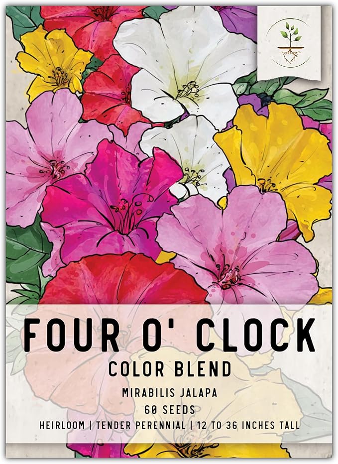 Seed Needs, Mixed Four O Clock Seeds - 60 Heirloom Seeds for Planting Mirabilis Jalapa - Attracts Hummingbirds, Butterflies & Other Pollinators (1 Small Pack)