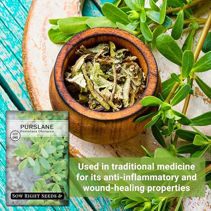 Sow Right Seeds - Purslane Seeds for Planting - Non-GMO Heirloom Packet with Instructions to Grow an Outdoor or Indoor Vegetable Garden - Rare Edible & Culinary Variety - Medicinal Benefits & Uses (1)