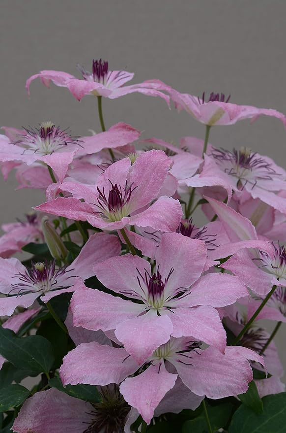 Raymond Evison Clematis - Clematis Sarah Elizabeth (Clematis) Perennial, light pink flowers, 8`` - Size Container