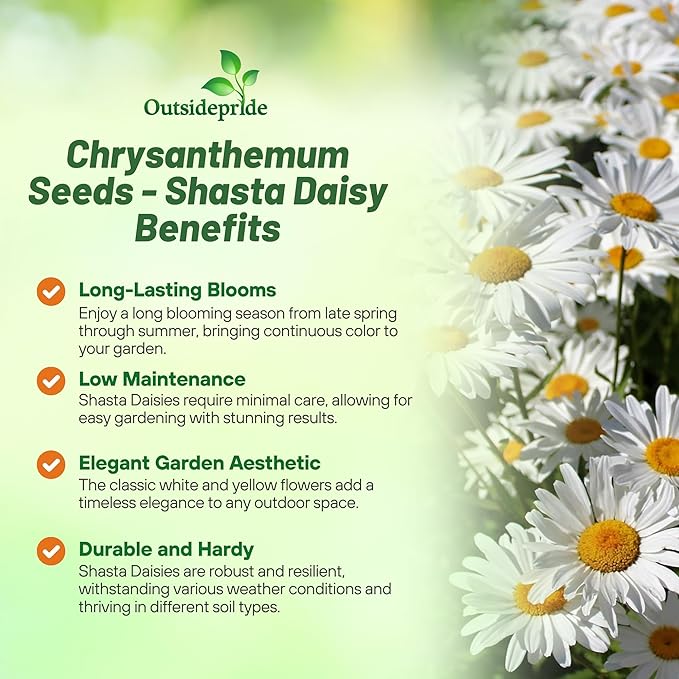 Outsidepride Shasta Daisy Chrysanthemum Seeds - 1 Lb. Perennial Deer Proof, Drought Tolerant, Wildflower Seeds for Pollinator Gardens, Cut Flowers & Water-Efficient, Low Maintenance Landscaping