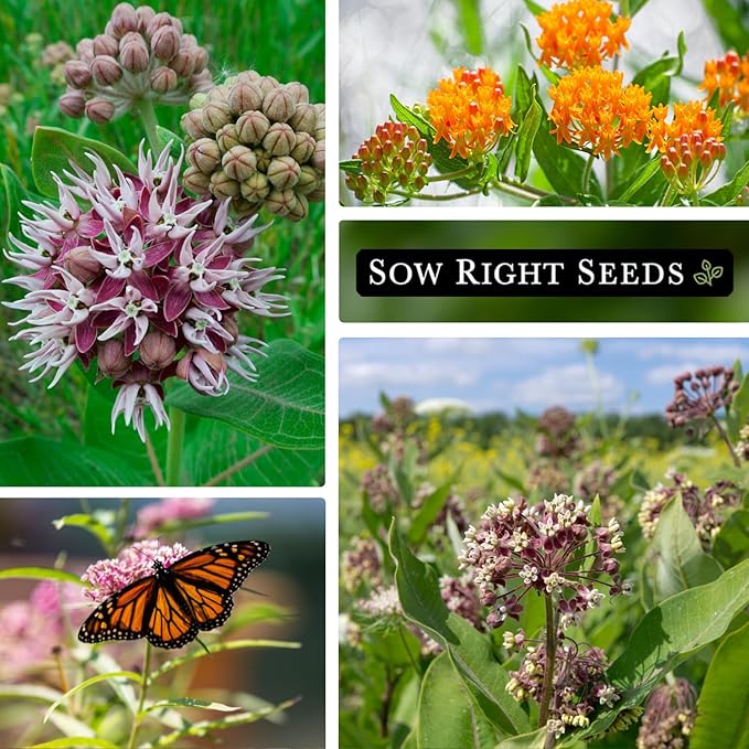 Sow Right Seeds - Milkweed Seed Collection - Varieties Included: Butterfly, Common, Rose and Showy Milkweed, Attracts Monarch and Other Butterflies to Your Garden - Non-GMO Heirloom Packet to Grow
