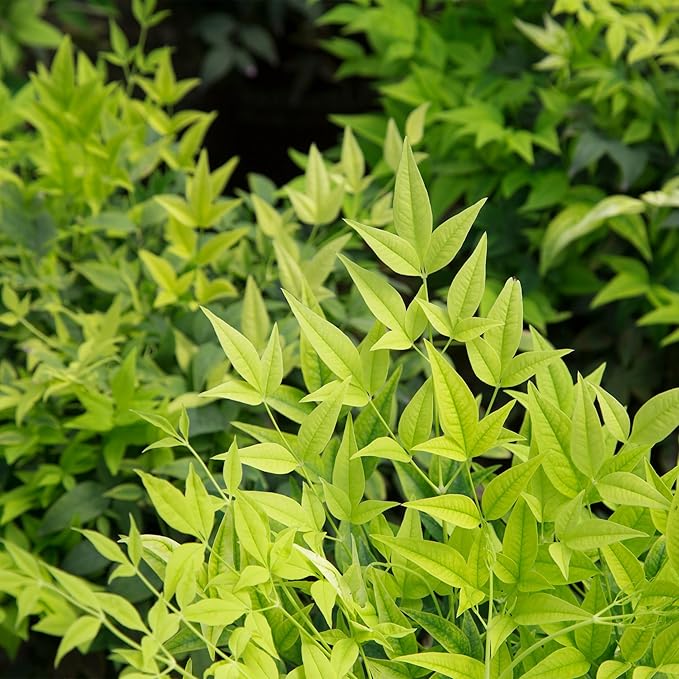 2 Gallon Southern Living Nandina Lemon Lime Shrub