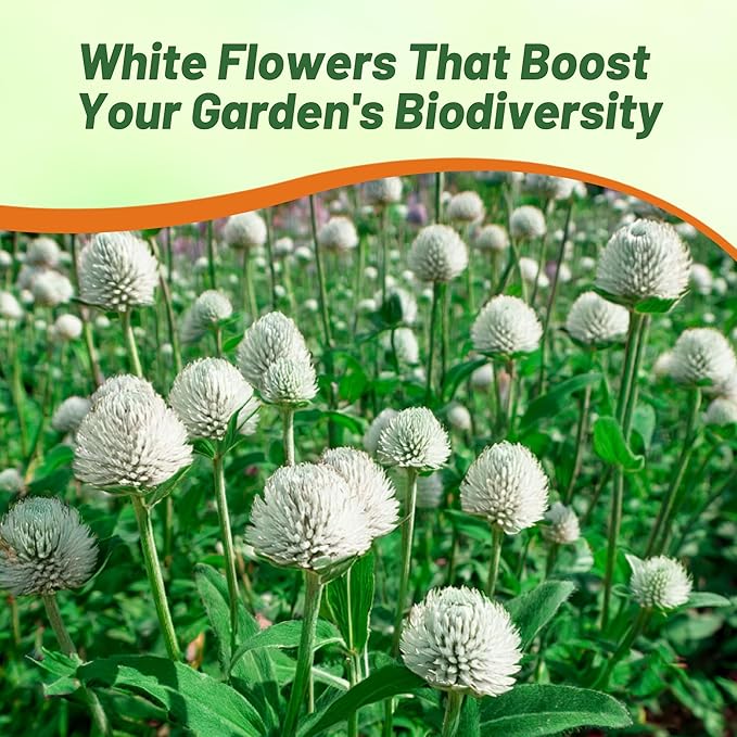 Outsidepride 1000 Seeds Annual White Gomphrena Globosa Flower Seed for Planting