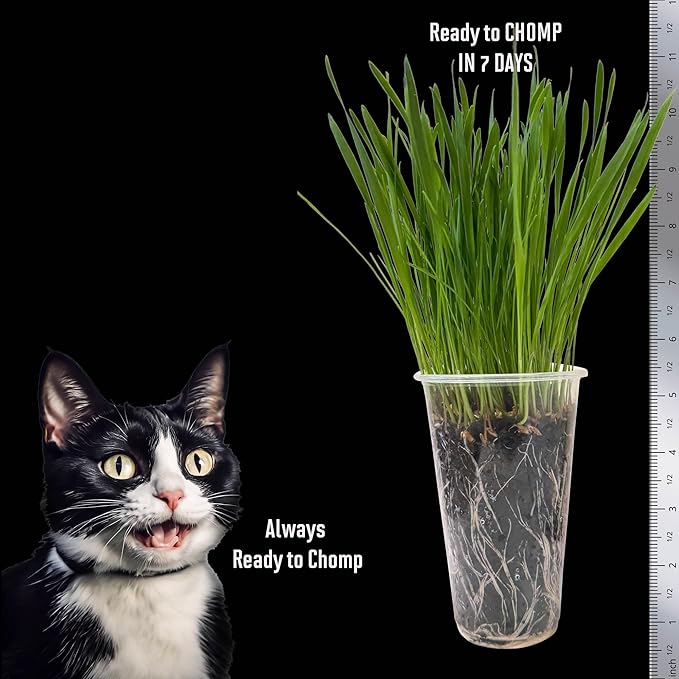 Cat Grass Seeds Favorites Blend Soft Wheatgrass & Smooth Ryegrass – Grows 19 Pots of Fresh Cat Grass for Indoor Cats – Easy & Fast – Small Pack Grows 200 Square inches of Edible cat Grass – Vitamunch