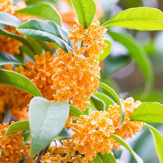 Osmanthus Fragrans Seeds Fragrant Olive, Sweet Olive Hardy Evergreen Shrub Drought Tolerant Hedges Screens Specimen Plants Containers Outdoor 20Pcs Flower Seeds by YEGAOL Garden