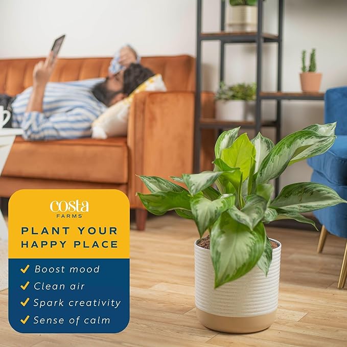 Costa Farms Chinese Evergreen, Aglaonema Easy To Grow Live Indoor Plant in Premium Décor Planter Pot, Houseplant in Potting Soil Mix, Housewarming, Unique Home Décor or Room Decor, 2-3 Feet Tall