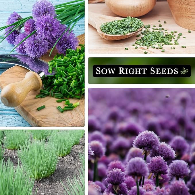 Sow Right Seeds - Common Chives Seed for Planting - Non-GMO Heirloom Packet with Instructions to Plant and Grow Kitchen Herb Garden Indoor or Outdoor - Mild Onion Flavor (4)