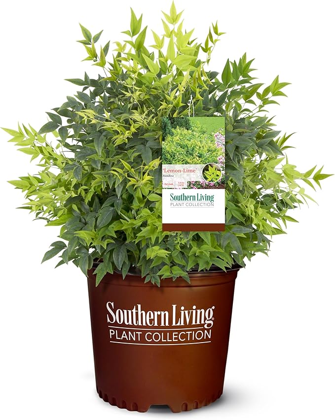 2 Gallon Southern Living Nandina Lemon Lime Shrub