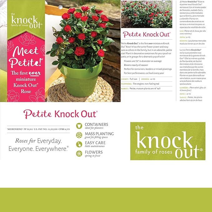 6qt Petite Knockout Red Rose
