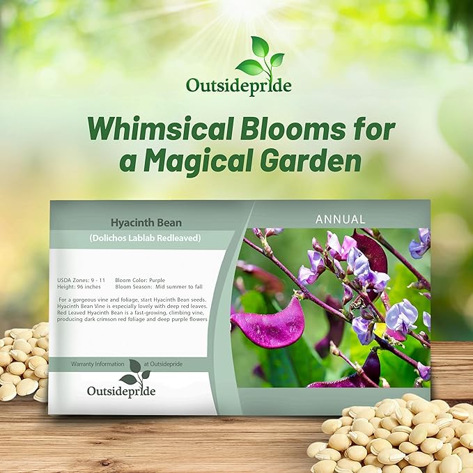 Outsidepride 100 Seeds Perennial Red Dolichos Lablab Hyacinth Bean Vine & Flower Seed for Planting
