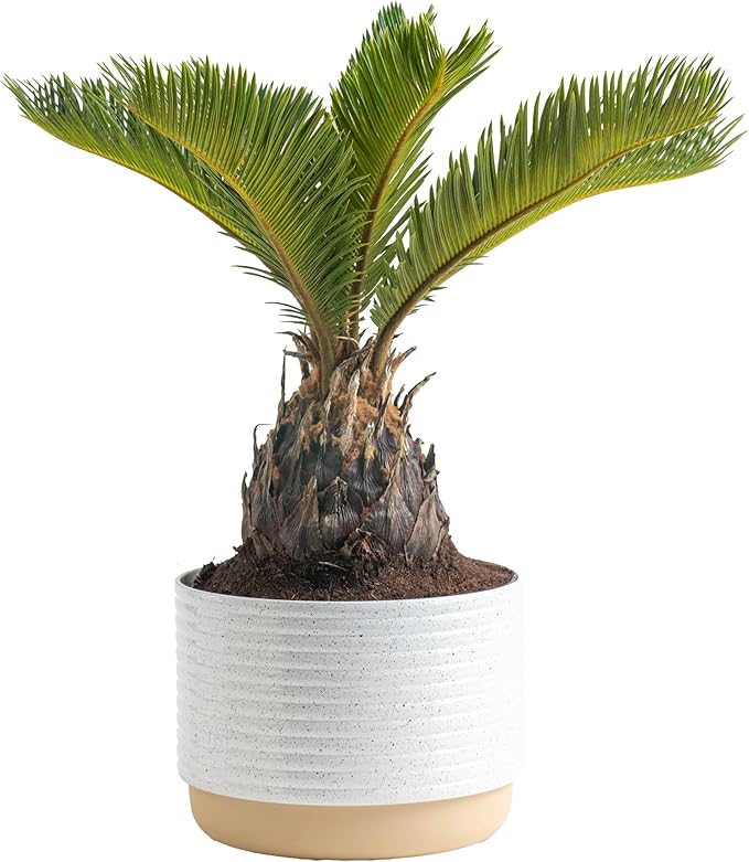 Costa Farms Live Sago Palm, Easy to Grow Live Indoor Plant, Houseplant in Ceramic Plant Pot, Home and Room Decor, 1 Foot Tall