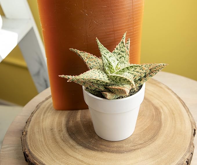 Live Aloe Plant Succulents, Star Aloe Plants Live with White Planter, Succulents Plants Live in Potting Soil Mix, Potted Succulents Live Plants, Cactus Plants Live Succulent Plants by Plants for Pets