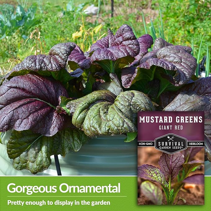 Survival Garden Seeds - Giant Red Mustard Greens Seed for Planting - 5 Packs with Instructions to Plant and Grow Spicy Brassica Juncea Leaves in Your Home Vegetable Garden - Non-GMO Heirloom Variety