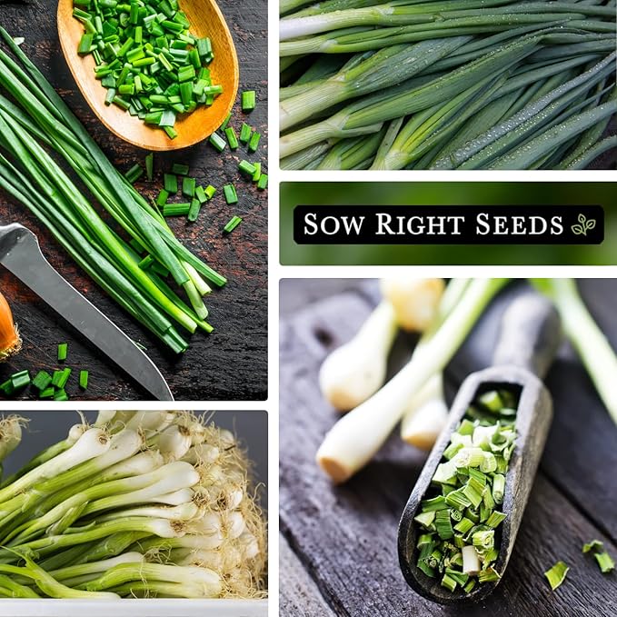 Sow Right Seeds - Heshiko Japanese Bunching Green Onion Seeds for Planting - Non-GMO Heirloom - Instructions to Plant and Grow a Kitchen Garden Indoors or Outdoors - Mild Onion Flavor for Cooking (2)