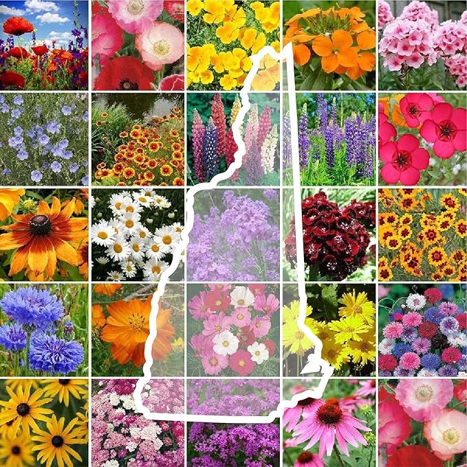 Eden Brothers New Hampshire Wildflower Mixed Seeds for Planting, 1 lb, 480,000+ Seeds with Cosmos, Lupine | Attracts Pollinators, Plant in Spring or Fall, Zones