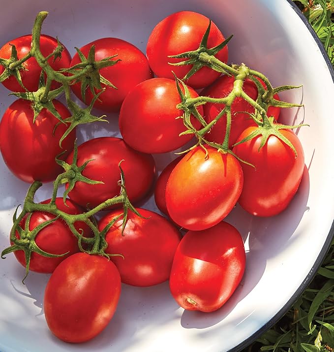 Burpee 'Roma' Organic, Red Sauce & Paste Tomato, 250 Non-GMO Seeds