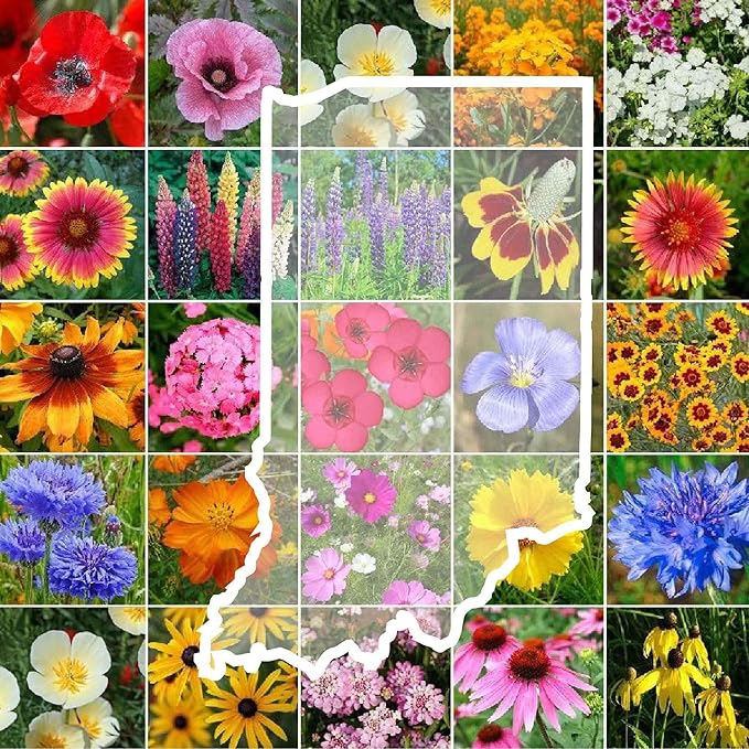Eden Brothers Indiana Wildflower Mixed Seeds for Planting, 1/4 lb, 120,000+ Seeds with Sweet William, Cornflower | Attracts Pollinators, Plant in Spring or Fall, Zones