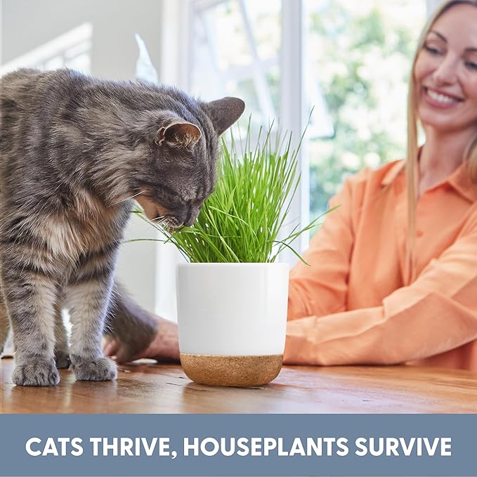 The Cat Ladies Cat Grass for Indoor Cats Kit with Organic Cat Grass Seed Mix, Soil and Ceramic & Cork Planter, Natural Hairball Remedy