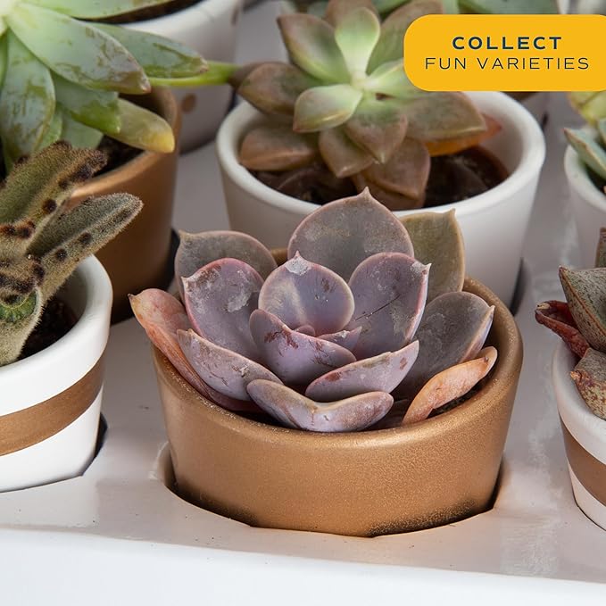 Costa Farms Succulents (24 Pack), Live Mini Succulent Plants in Ceramic Decor Planter Pots, Indoor Houseplants in Potting Soil, Bulk Baby Shower Gifts, Party Favors, Bridesmaid Gifts, 2-Inches Tall