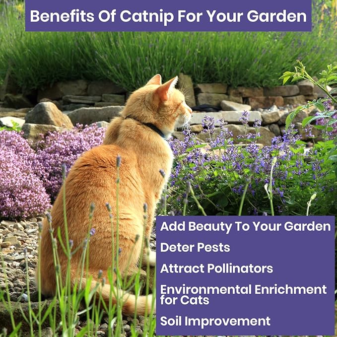 NatureZ Edge Catnip Seeds for Planting, 2.6 Grams, 4400+ Herb Seeds, Indoor or Outdoor Growing, Your Cat Will Love Them, Non-GMO
