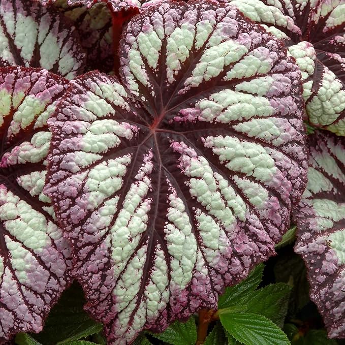 Coleus Seeds - Non-GMO Heirloom Seeds for Planting Powder Edge Blade Coleus Plants Rare Flower & Herb Low-Maintenance