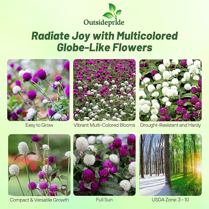 Outsidepride 2000 Seeds Annual Gomphrena Globosa Flower Seed Mix for Planting