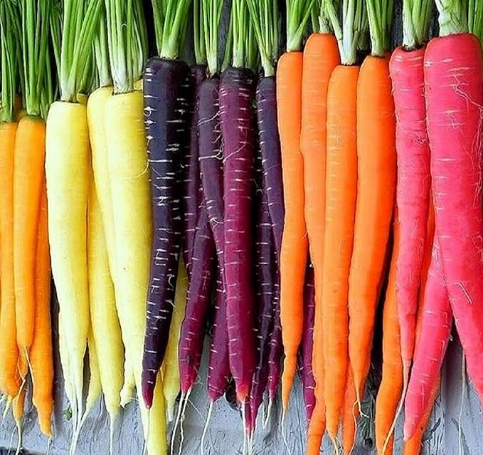 Rainbow Carrot Seeds for Planting Heirloom Non GMO Packets 750 Seeds – Plant & Grow Rainbow Carrots in Home Outdoor Garden, Great Gardening Gift – 5 Packets
