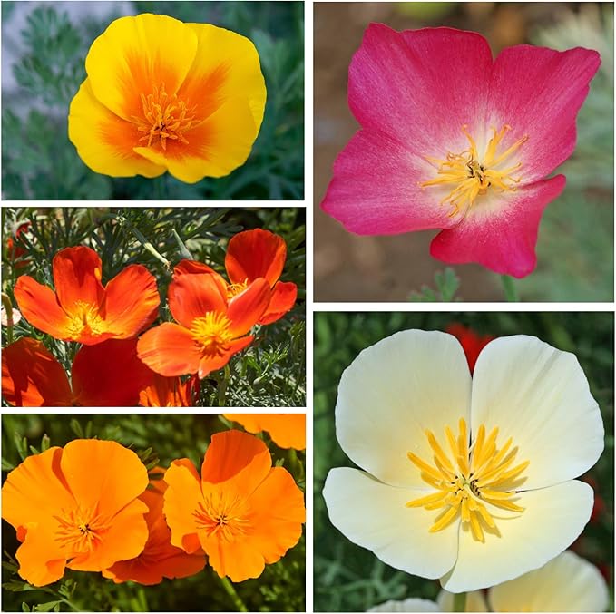 Seed Needs Mixed California Poppy Seeds for Planting - Heirloom & Open Pollinated Tender Perennial - Colorful Mixture of Flowers to Plant a Butterfly Garden (1 Pack)