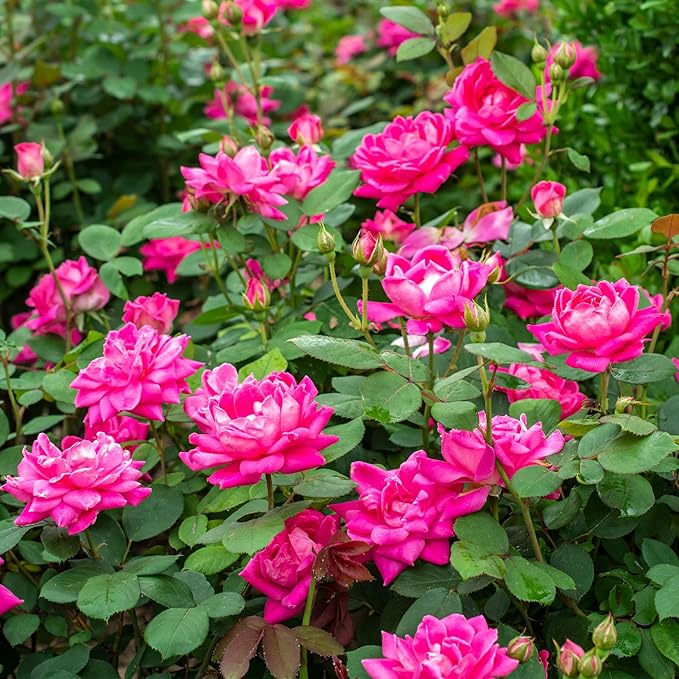2 Gallon Knock Out Rose Double Pink with Rich Green Foliage