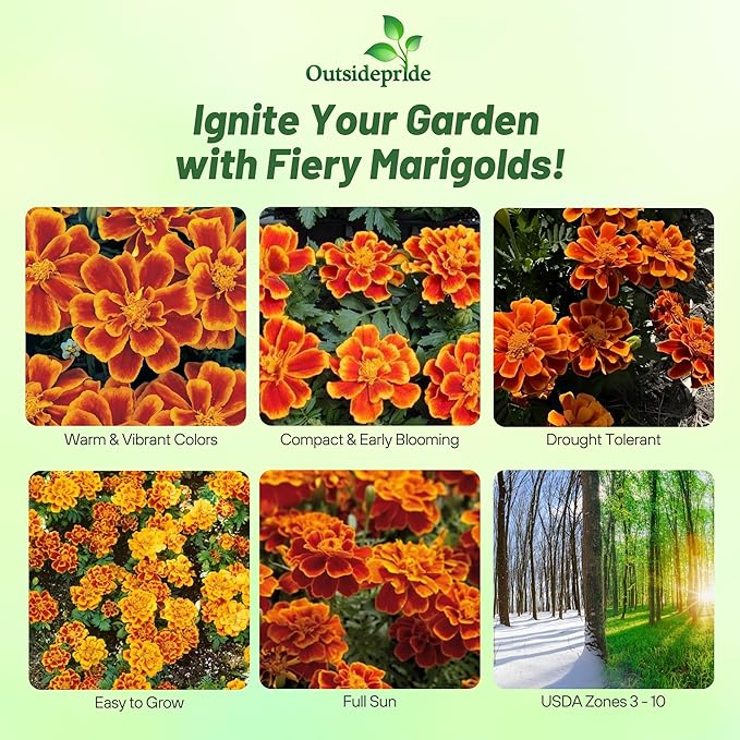 Outsidepride Durango Flame French Marigold Seeds - 250 Pcs Annual, Compact, Heat & Drought Tolerant Flower Seeds for Planting w/Anemone Type Bi-Colored Blooms, Ideal for Vibrant Pollinator Gardens