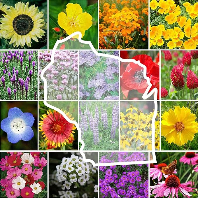 Eden Brothers Wisconsin Wildflower Mixed Seeds for Planting, 1 lb, 480,000+ Seeds with Sunflower, Aster | Attracts Pollinators, Plant in Spring or Fall, Zones