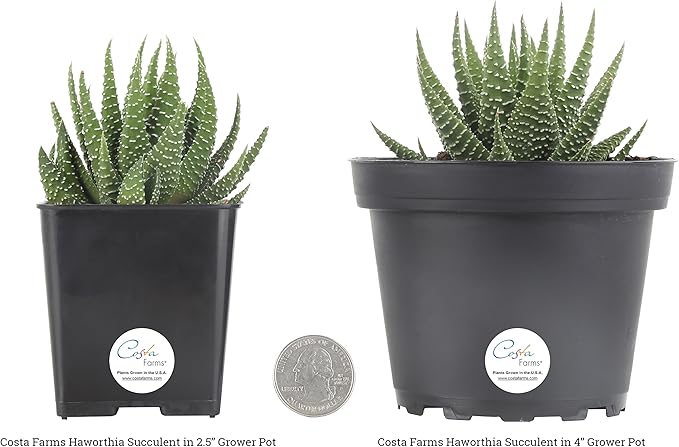 Costa Farms Haworthia Succulents Fully Rooted Live Indoor Plant 6-Inches Tall, in Grower Pot, 3-Pack