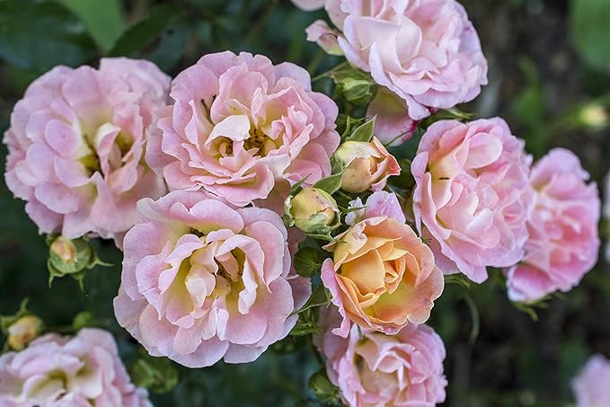 Drift Roses - Rosa Peach Drift (Rose) Rose, double peach flowers, #2 - Size Container