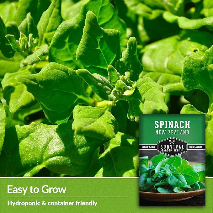 New Zealand Spinach Seed for Planting - 5 Packets with Instructions to Plant & Grow Tetragonia Tetragonoides in Your Home Vegetable Garden - Non-GMO Heirloom Variety - Survival Garden Seeds