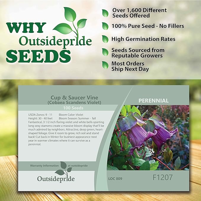 Outsidepride 200 Seeds Perennial Violet Cobaea Cup & Saucer Vine Flower Seeds for Planting