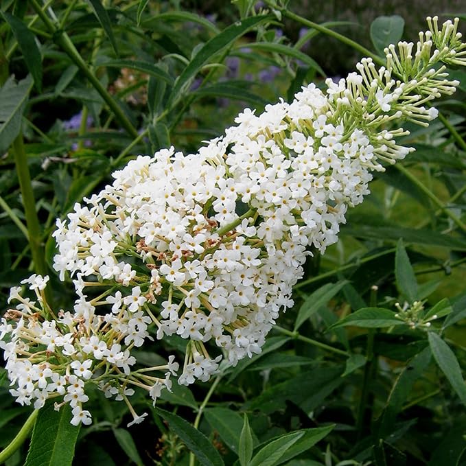 White Butterfly Bush Seeds Buddleia Davidii Perennial Deciduous Shrub Attracts Butterflies Low Maintenance Fast Growing Patio Bed Outdoor 50Pcs Flower Seeds by YEGAOL Garden