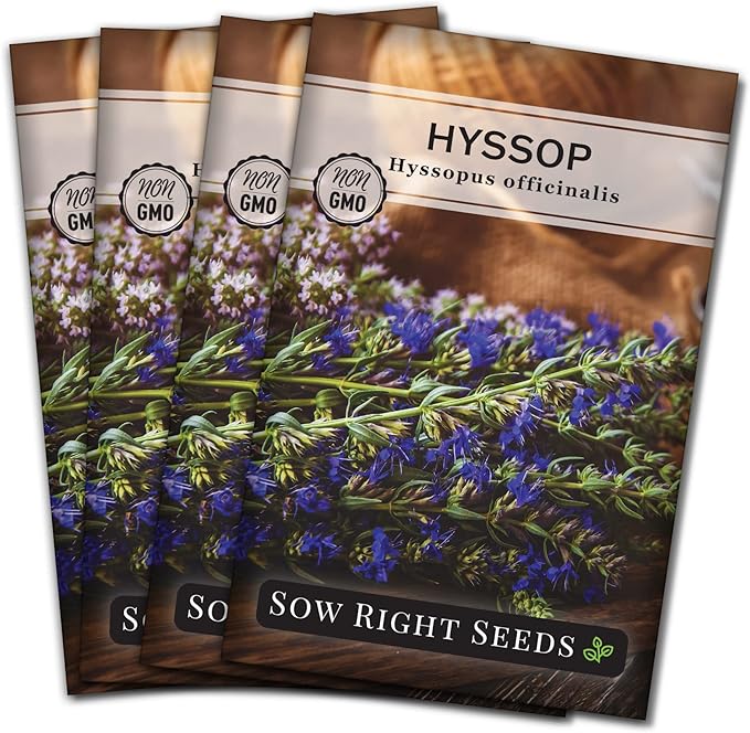 Sow Right Seeds - Hyssop Seed for Planting - Medicinal Herb to Plant in Your Garden - Outdoors - Attracts Pollinators - Stunning Purple Flowers - Non-GMO Heirloom Seeds - Great Gardening Gift (4)