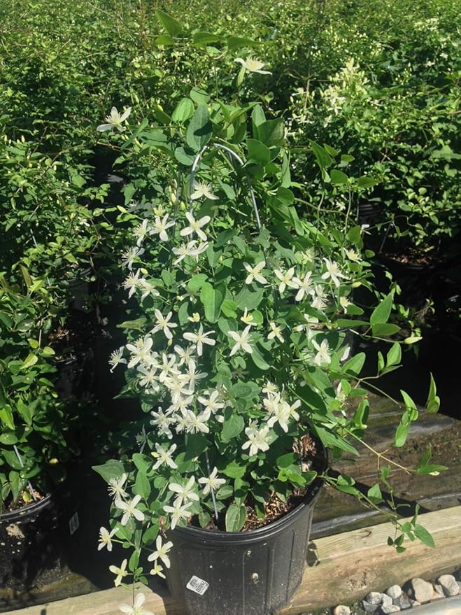 Clematis paniculata (Sweet Autumn Clematis) Perennial, white flowers, 8`` - Size Container