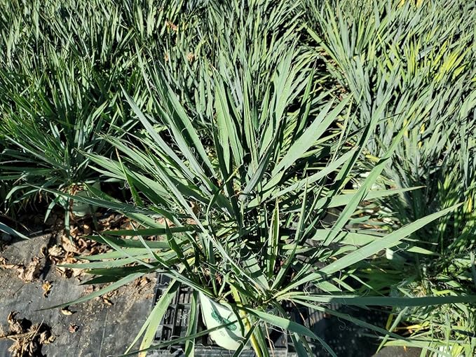 American Beauties Native Plants filamentosa 'Excalibur' (Yucca) Shrub, 2-Size Container, White Flowers