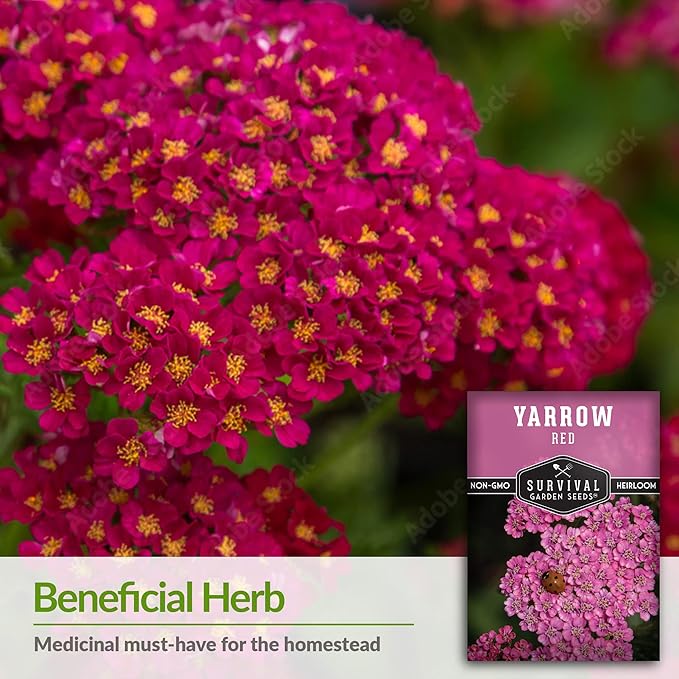 Red Yarrow Seed for Planting in The Garden - 3 Packs with Instructions to Plant and Grow Common Yarrow - Medicinal Herb Wildflowers - Heirloom, Non-GMO, Open-Pollinated Seeds for The Survival Garden