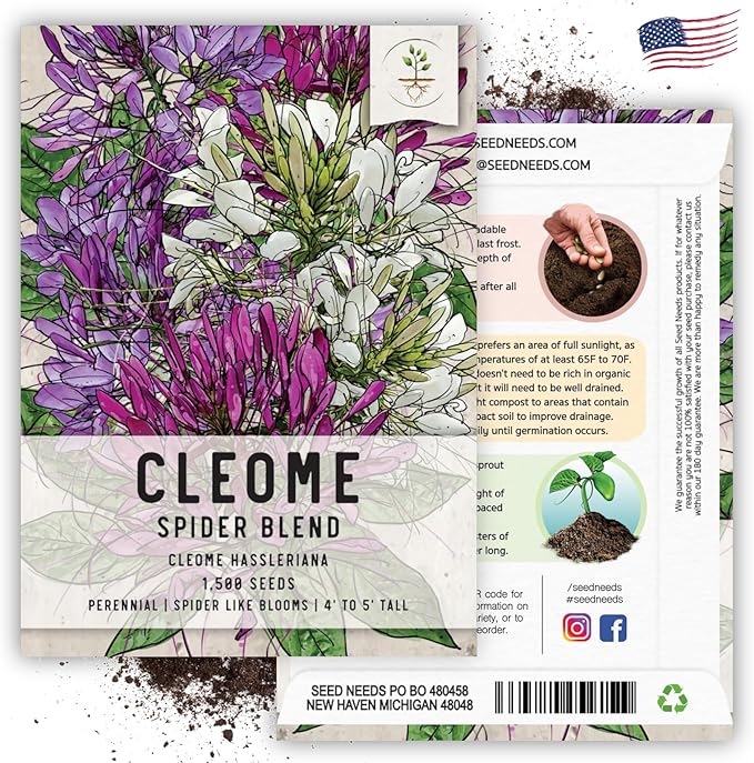 Seed Needs, Cleome Seeds - 1,500 Heirloom Seeds for Planting Cleome hassleriana - Spider Blend Attracts Butterflies, Bumblebees & Other Pollinators (1 Pack)