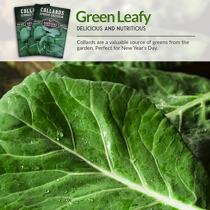 Survival Garden Seeds - Georgia Southern Collards Seed for Planting - Pack with Instructions to Plant and Grow Healthy Collard Greens in Your Home Vegetable Garden - Non-GMO Heirloom Variety - 1 Pack