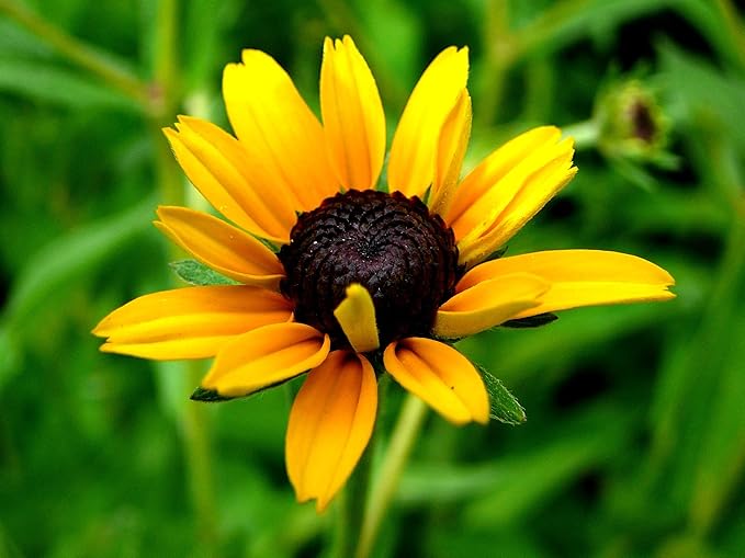 Black Eyed Susan Seeds for Planting, 1 Ounce, Giving You Beautiful Black Eyed Susan Flowers, Non-GMO, Heirloom Seed Varieties…