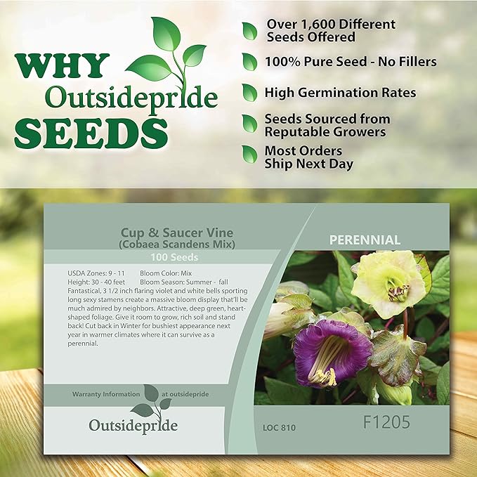 Outsidepride 100 Seeds Perennial Cobaea Cup & Saucer Vine Flower Seed Mix for Planting