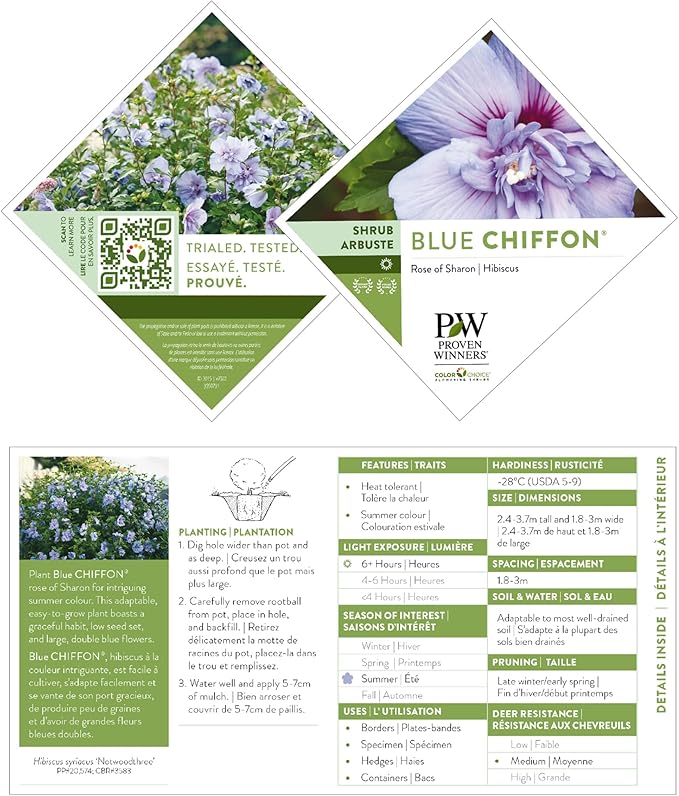 2 Gallon Proven Winners Blue Chiffon Hibiscus Shrub