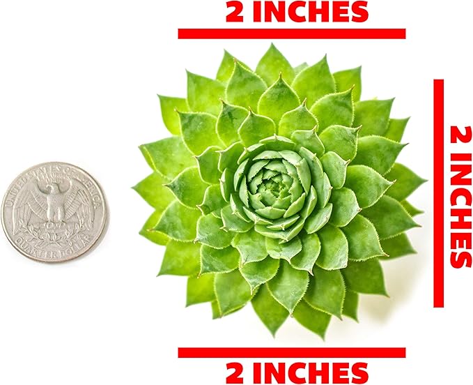 Sempervivum Succulents Plants Live Indoor Plants (5PK), Sempervivum Plants Live Houseplants, Hen and Chicks Live Plants Indoor House Plants, Rosette Succulent Plants in Plant Pots by Plants for Pets