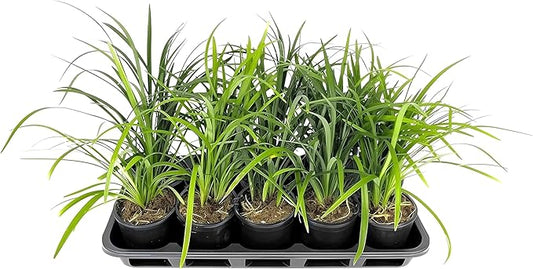 Liriope Super Blue | 1 Live 4 Inch Plant | Liriope muscari 'Super Blue' | Ornamental Ground Cover Plants | Shade-Tolerant Landscaping Perennial