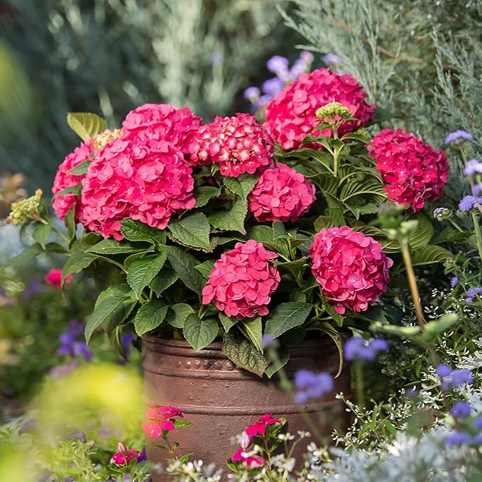 2 Gal. Summer Crush Hydrangea Shrub