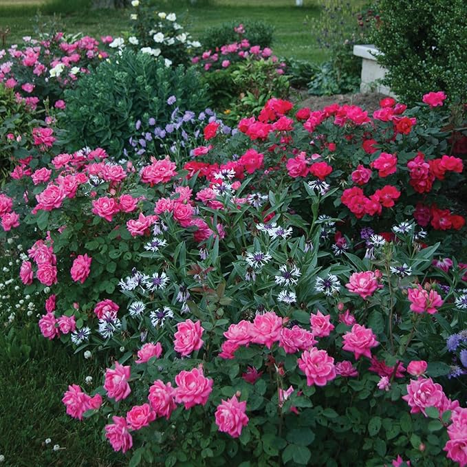 2 Gallon Knock Out Rose Double Pink with Rich Green Foliage